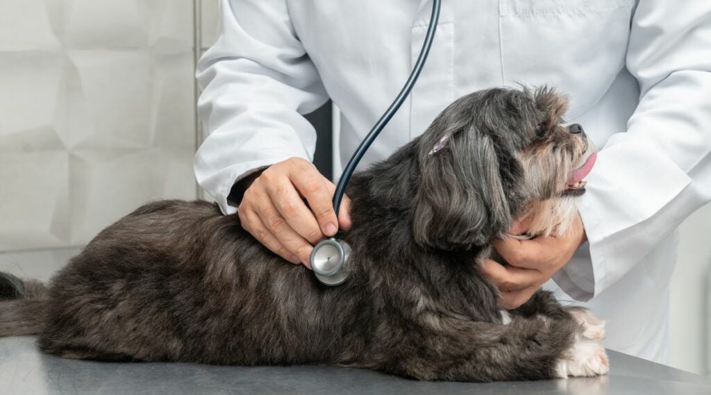 Best Pet Insurance For Shih Tzus