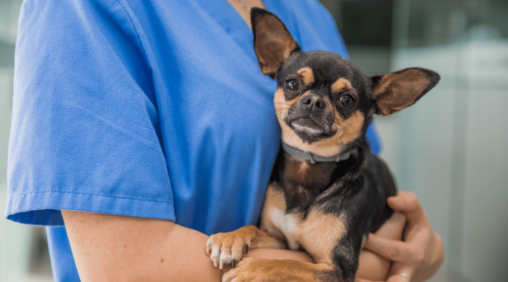 Best Pet Insurance For Chihuahuas