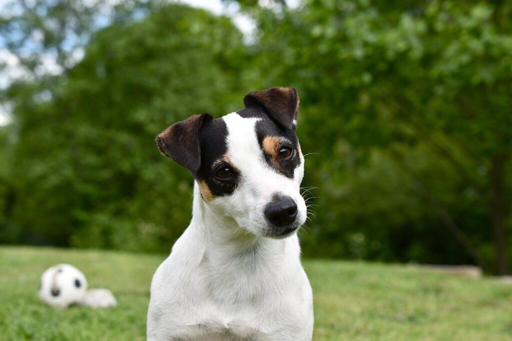 Best Pet Insurance For Jack Russell Terriers