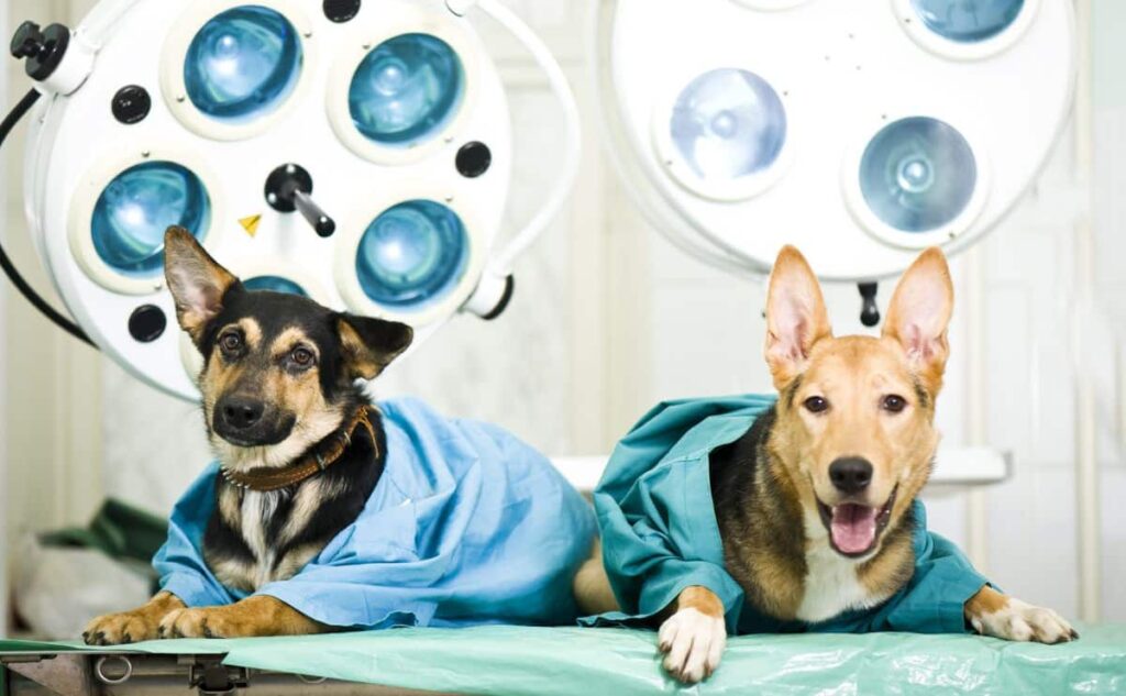 Which Pet Insurance Is Best For You?