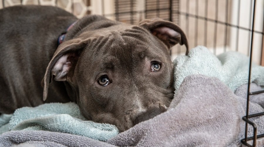 Best Pet Insurance For Pitbulls