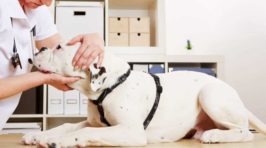 Best Pet Insurance For Boxers