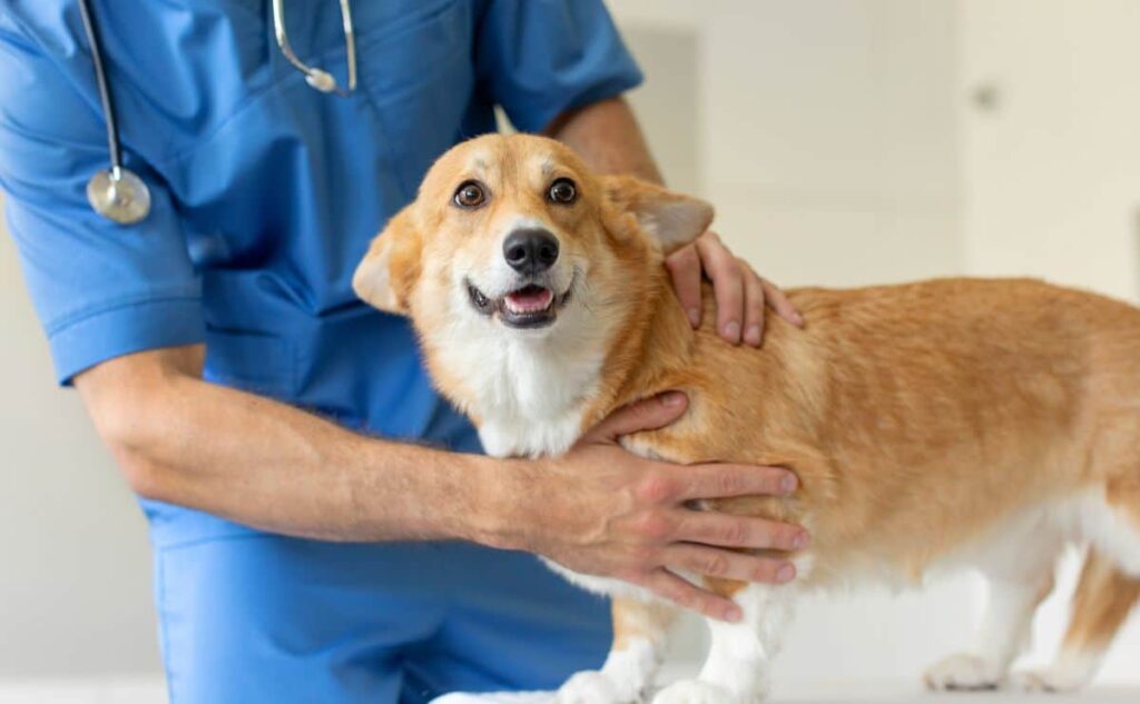 Best Pet Insurance For Corgis