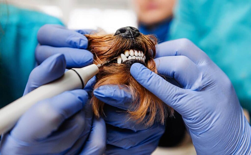 Does Pet Insurance Cover Dental Cleanings And Work?
