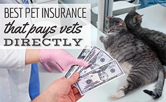 Best Pet Insurance That Pays Vets Directly
