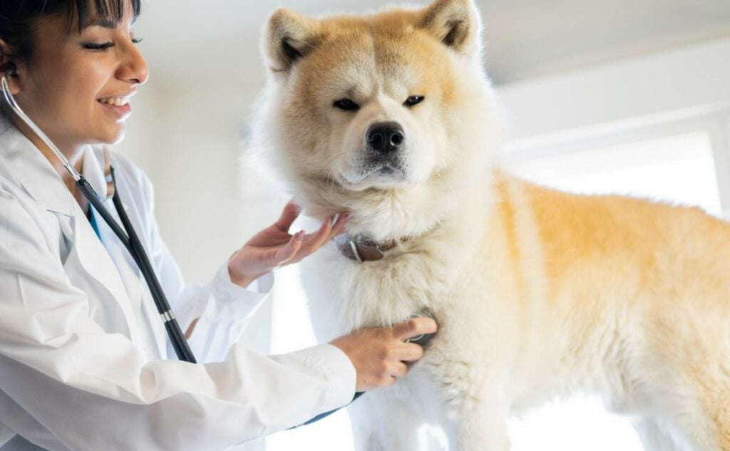 Best Pet Insurance For Akita Dogs