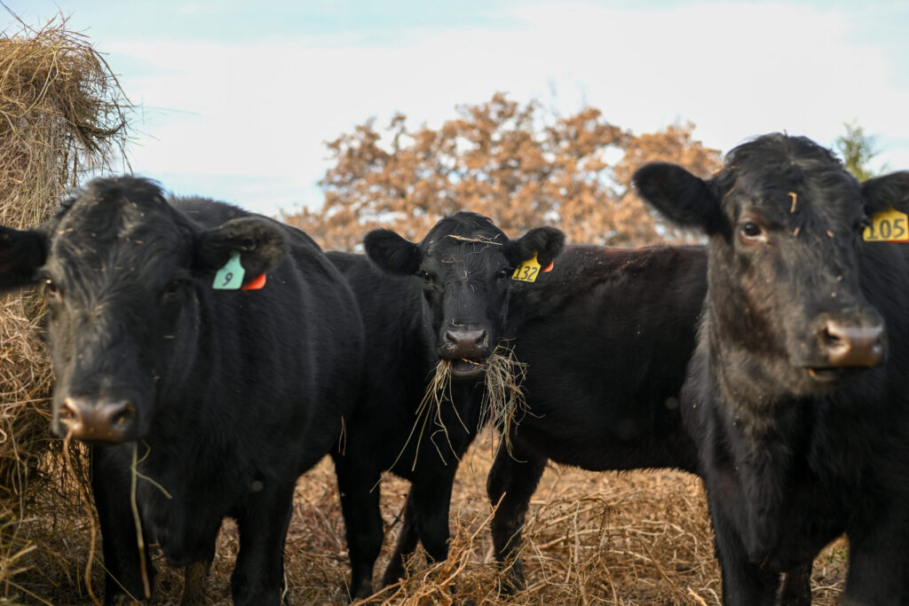 Deadly Screwworm Parasite Found in US Threatens Cattle Herd