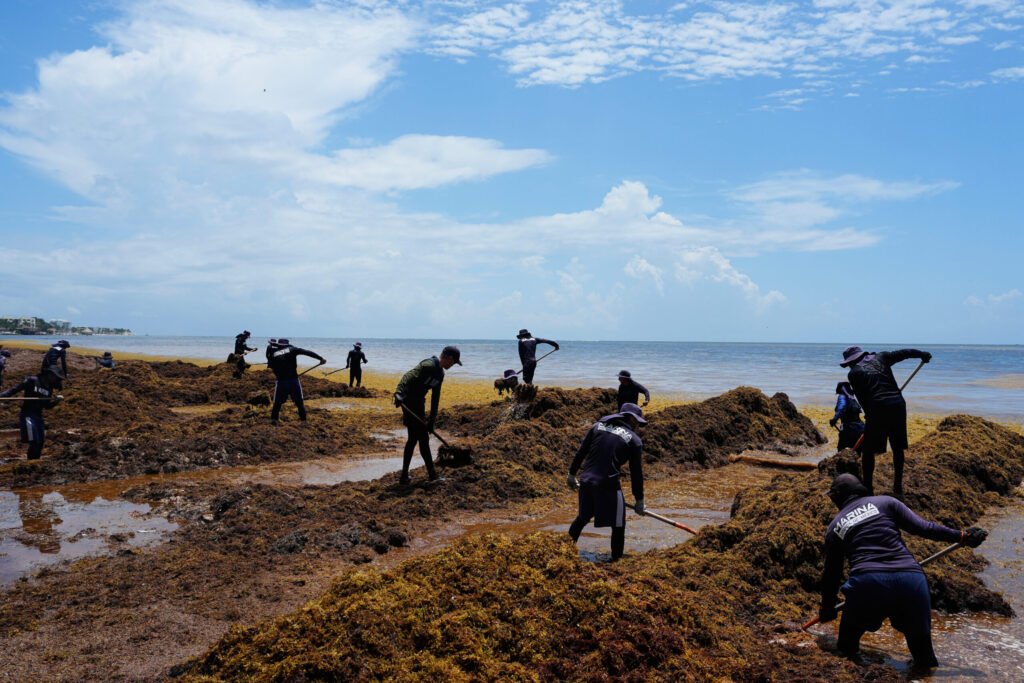 Harbinger for Florida, Gulf States? Seaweed Smothers Coastlines in Caribbean, Mexico