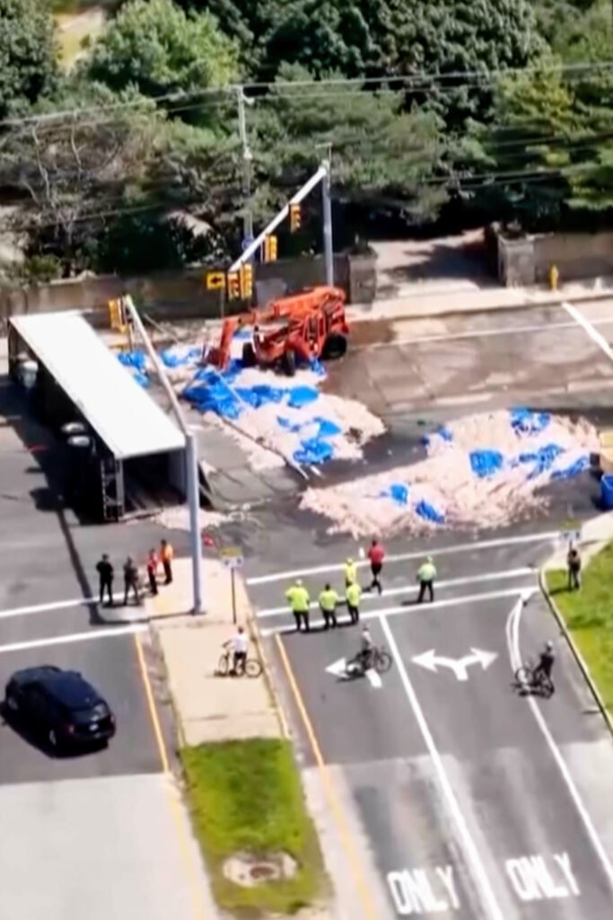 Summer Heat Turns Truckload of Spilled Squid Into Unappetizing Mess