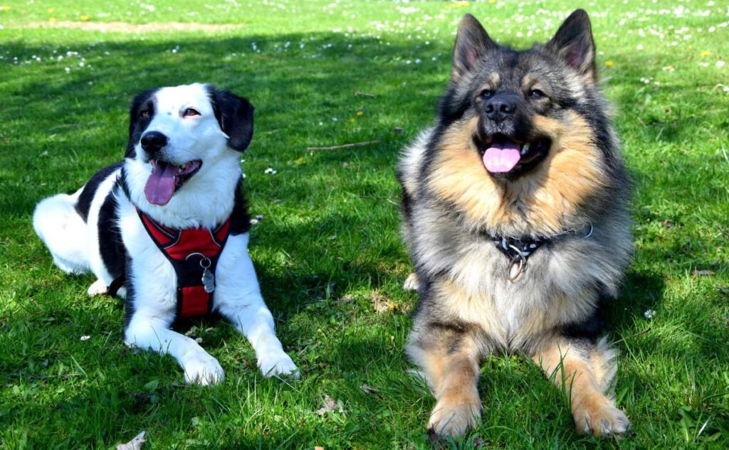 Which Is Your Best Bet For Pet Insurance?