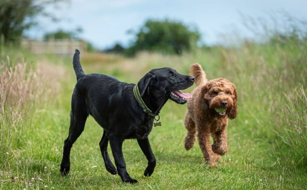 Which Pet Insurance Company Is Better?