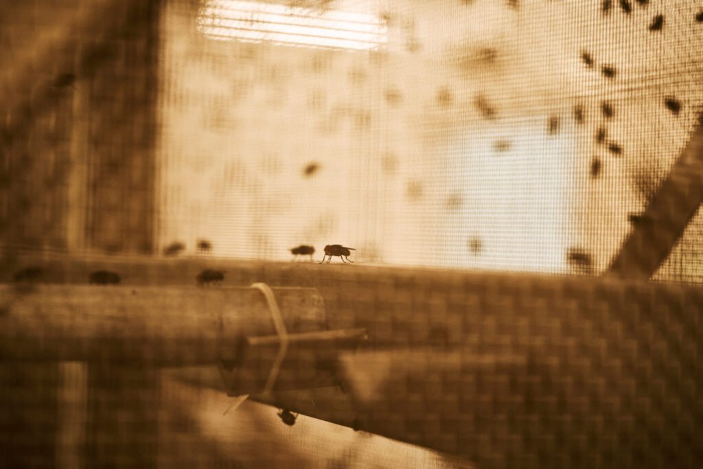 US Says Screwworm Spreads to Wildlife for First Time
